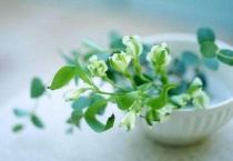 植物冻伤后怎么多久？