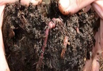 养蚯蚓一亩利润多少钱？养蚯蚓一亩投资多少？