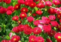 草木灰可以直接种花吗？