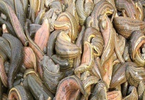 蚂蟥怕什么 被叮咬后要对伤口进行消毒