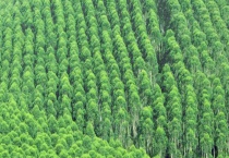 速生桉树苗一棵的价格怎么样 有什么危害