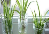 水培吊兰的养殖方法 附具体操作步骤