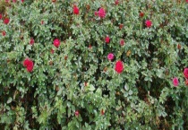 地栽月季僵苗了怎么办？