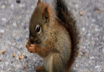 松鼠种类有哪些 不同种类分布范围不同