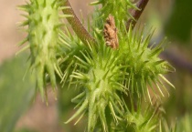 苍耳靠什么传播种子 植物传播种子的方法有哪些？
