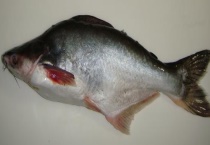 什么是巴沙鱼 巴沙鱼有什么吃法