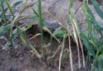 立枯病有哪些症状 附立枯病的防治多久？