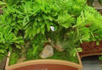 促癌多肉有哪些？