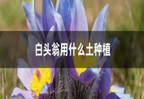 白头翁用什么土种植