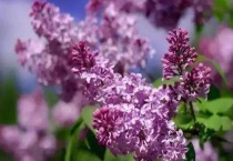 为什么丁香花叫狗牙花