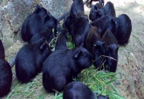 黑豚巨细胞病毒感染防治技术 附病原