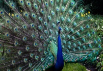 孔雀吃什么食物 附饲料的种类和饲料配方