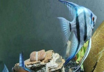 神仙鱼怎么区分公母 该如何养殖