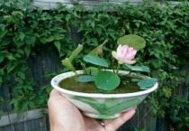 碗莲种子什么时候种