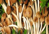 食用菌种植多久？