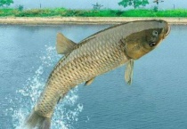 厚子鱼和草鱼的区别？