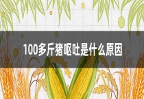 100多斤猪呕吐是什么原因？