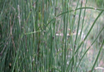 怎样区分问荆和节节草 从科属、外形、习性、高度等方面来区分