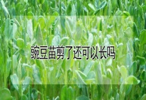 豌豆苗剪了还可以长吗？
