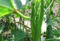 黄秋葵的产地 黄秋葵的特征