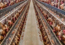 现代化养鸡场成本和设备 现代化养鸡场的优势