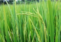 水稻穗颈瘟防治最佳时期