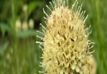 续断种子价格及种植方法 附续断的播种多久？