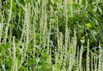 香薷什么时候开花 香薷的地理分布