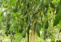 牛油果树是什么样的 附牛油果树的繁殖多久？