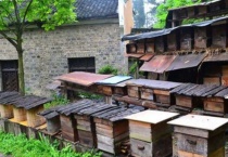 蜜蜂是怎么分箱的