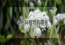 伞形科植物有哪些？
