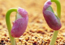 花草种子有哪些？