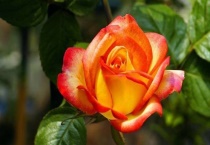 双色月季有哪些品种