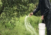 钾肥的作用有哪些？附过量施用钾肥的危害