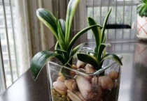 君子兰根全没了怎么生根