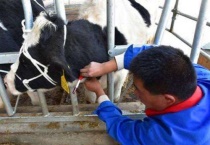 怎么确认牛得了布病