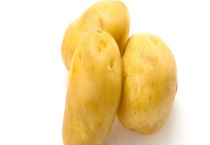 洋芋种植高产技术