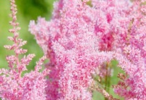 落新妇一年开几次花