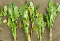 香菜徒长了就长不大了吗？