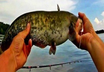 夏季钓鲶鱼技巧大全 怎样选择饵料