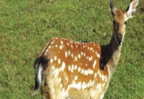 养殖梅花鹿要办哪些证？怎么办理 附养殖的优势