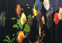 神仙鱼的繁殖方式 附神仙鱼用水管理