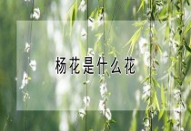 杨花是什么花