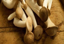 杏鲍菇的生长环境 耐旱且需大量营养