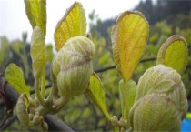 猕猴桃冻害怎么办？