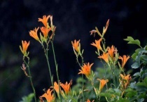 耐寒零下40度的花有哪些？