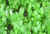 芫菜是不是香菜 附芫菜简介