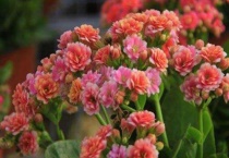 长寿花小苗什么时候打顶