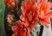 绯花玉皱皱巴巴怎么办？