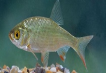 怎么钓红眼鱼 可用哪些饵料